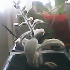 IMG0002A.jpg