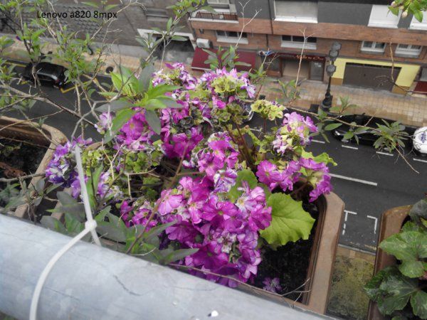 IMG_20150501_120108.jpg