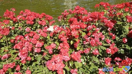 IMG_20150522_120745.jpg