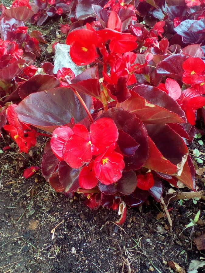 IMG_20160602_091916.jpg