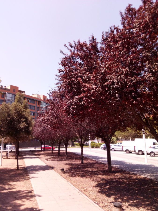 IMG_20160711_124215.jpg