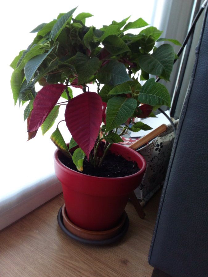 IMG_20160717_161342.jpg