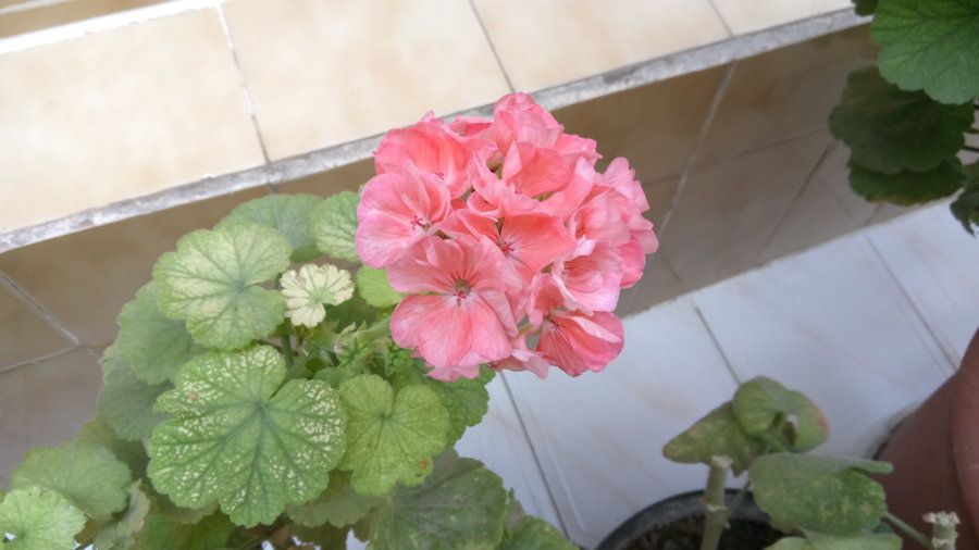 IMG_20160904_151007.jpg