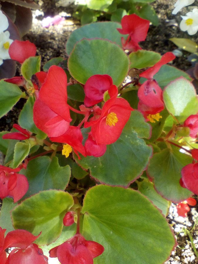 IMG_20160913_150405.jpg