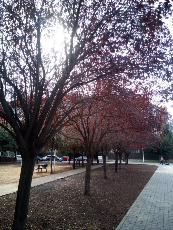 IMG_20161018_151049.jpg