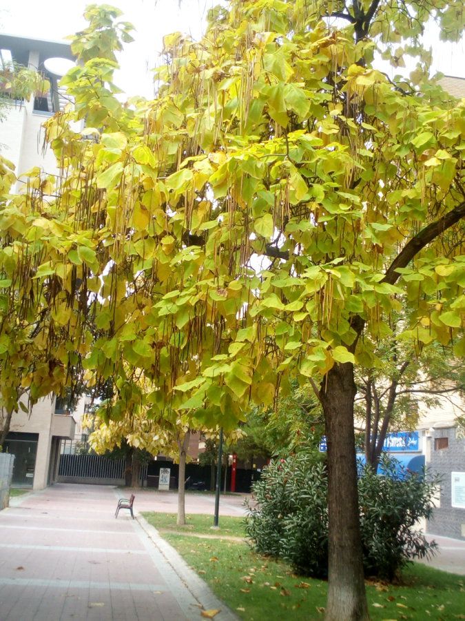 IMG_20161023_124131.jpg