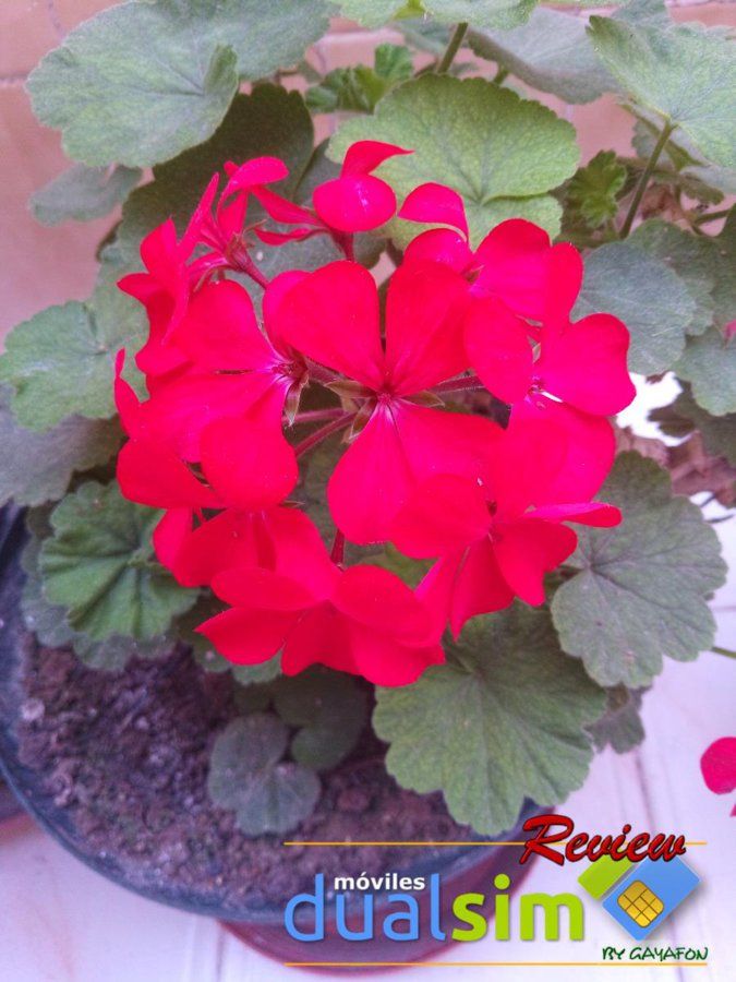IMG_20171012_150018.jpg