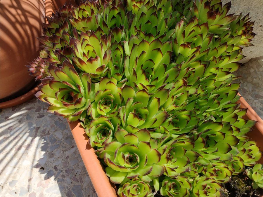 IMG_20180509_142016.jpg