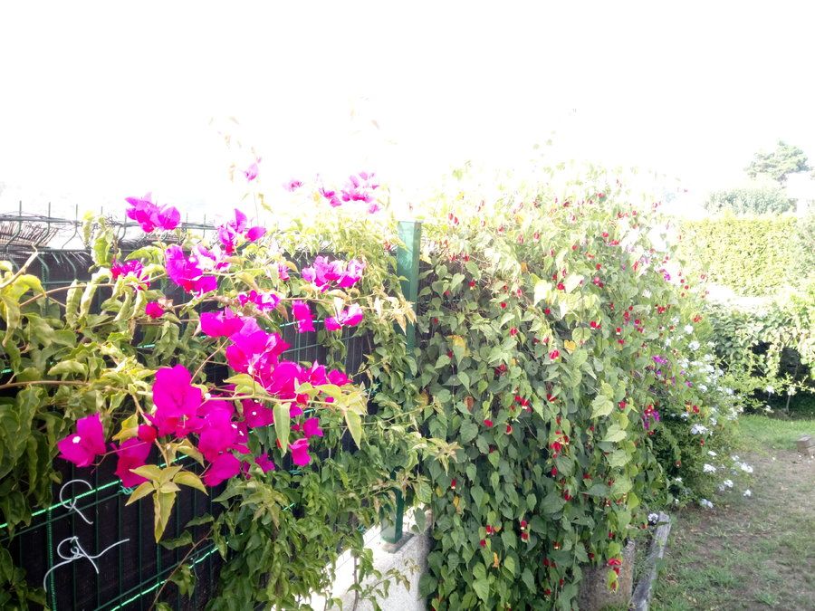 IMG_20180805_181349.jpg