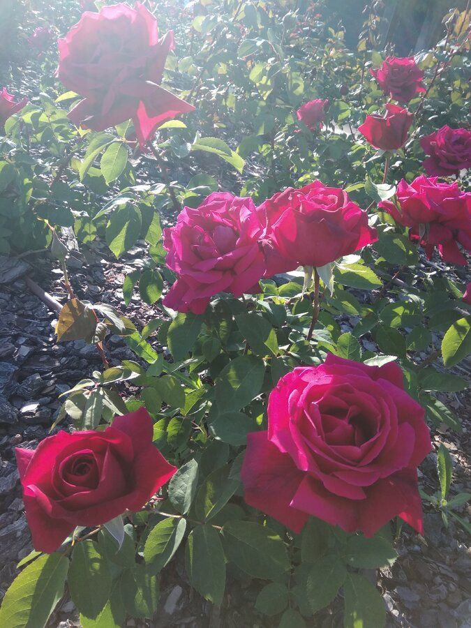 IMG_20190413_191828.jpg