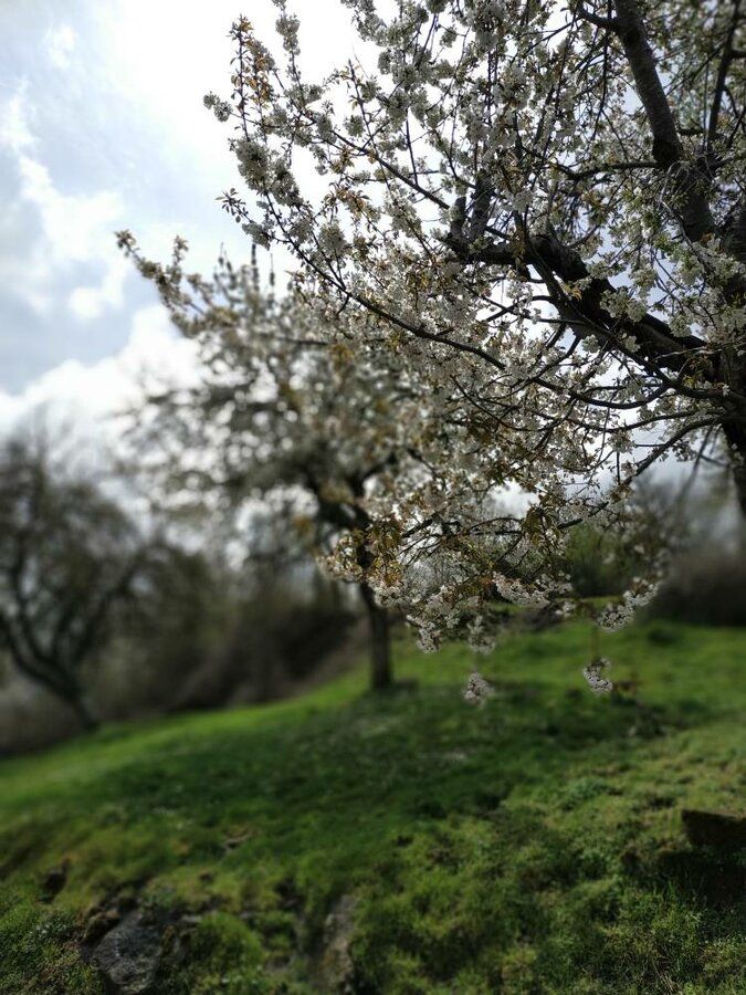 IMG_20190419_135738.jpeg