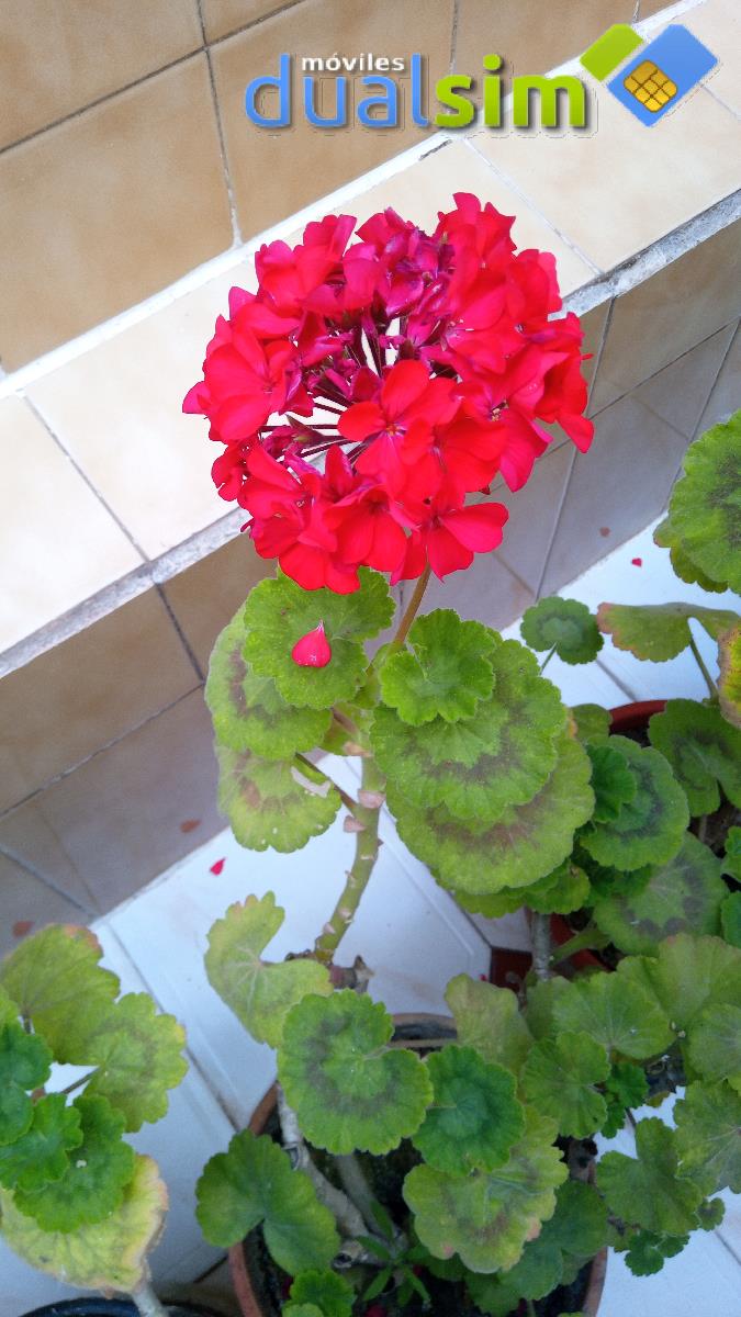 IMG_20190630_152601_9.jpg