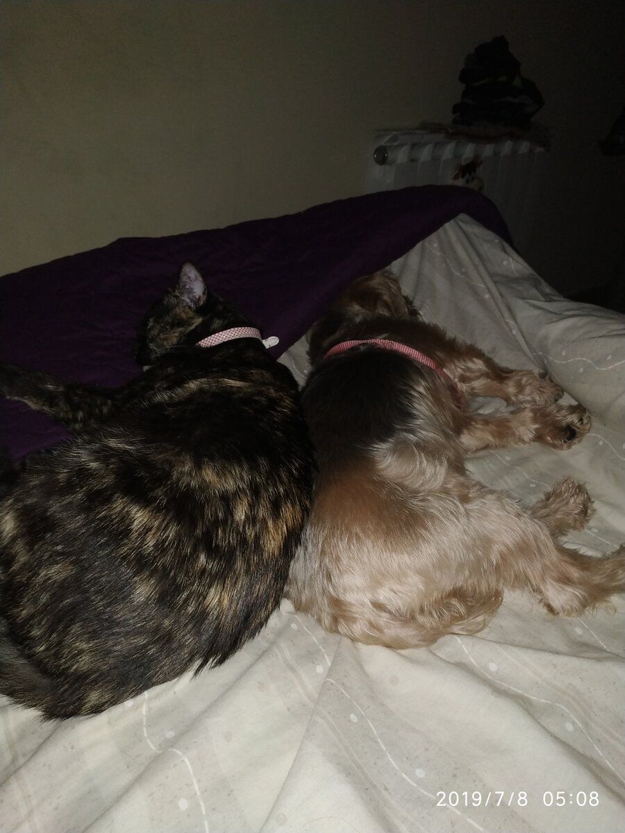 IMG_20190708_050842.jpg