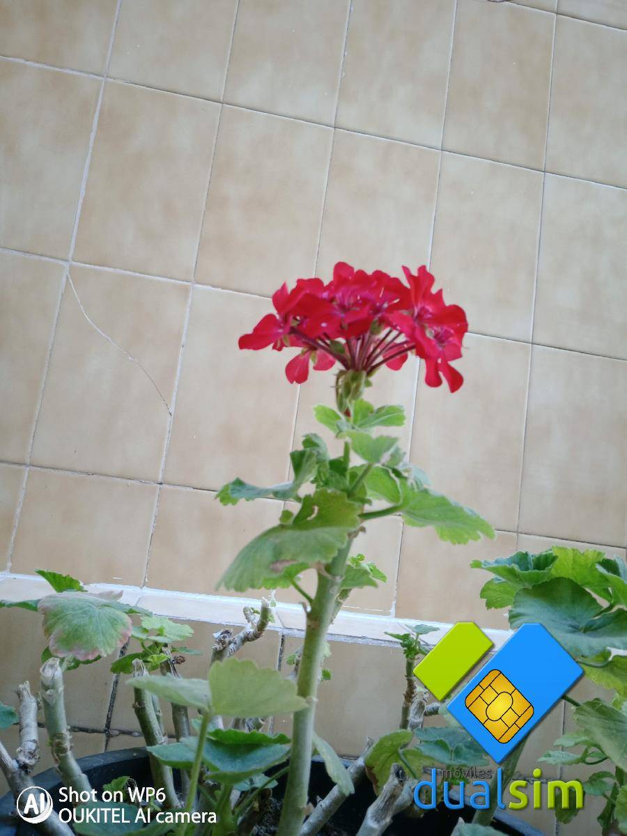 IMG_20200816_153055.jpg
