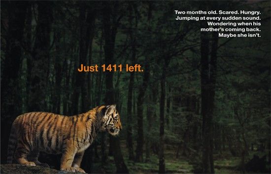 jyothsnay.files.wordpress.com_2010_02_tiger_blog.jpg
