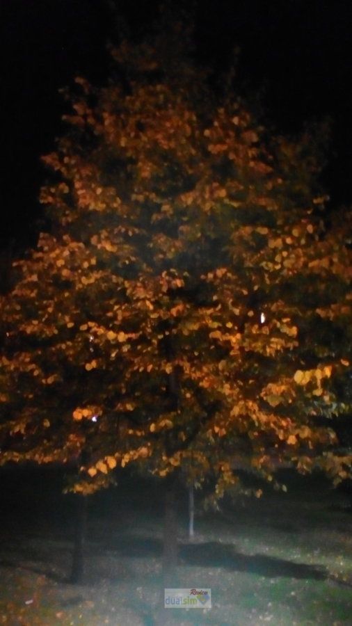 K7000-foto arbol noche.jpg