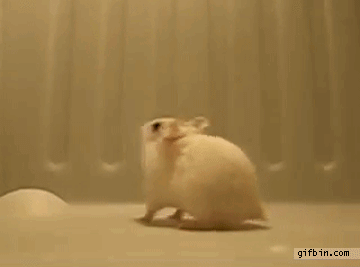 kflips%2Bimagen%2Banimada%2Banimales%2Bhiperactivo.gif