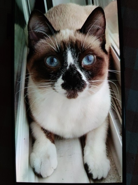Kitty.jpg