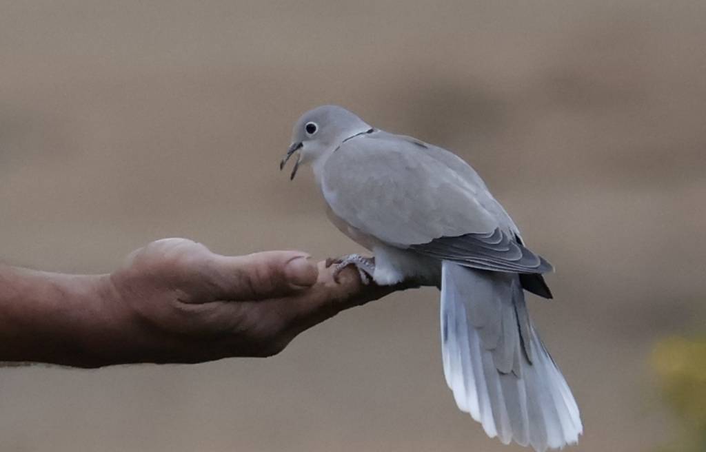 pajaro gris.jpg
