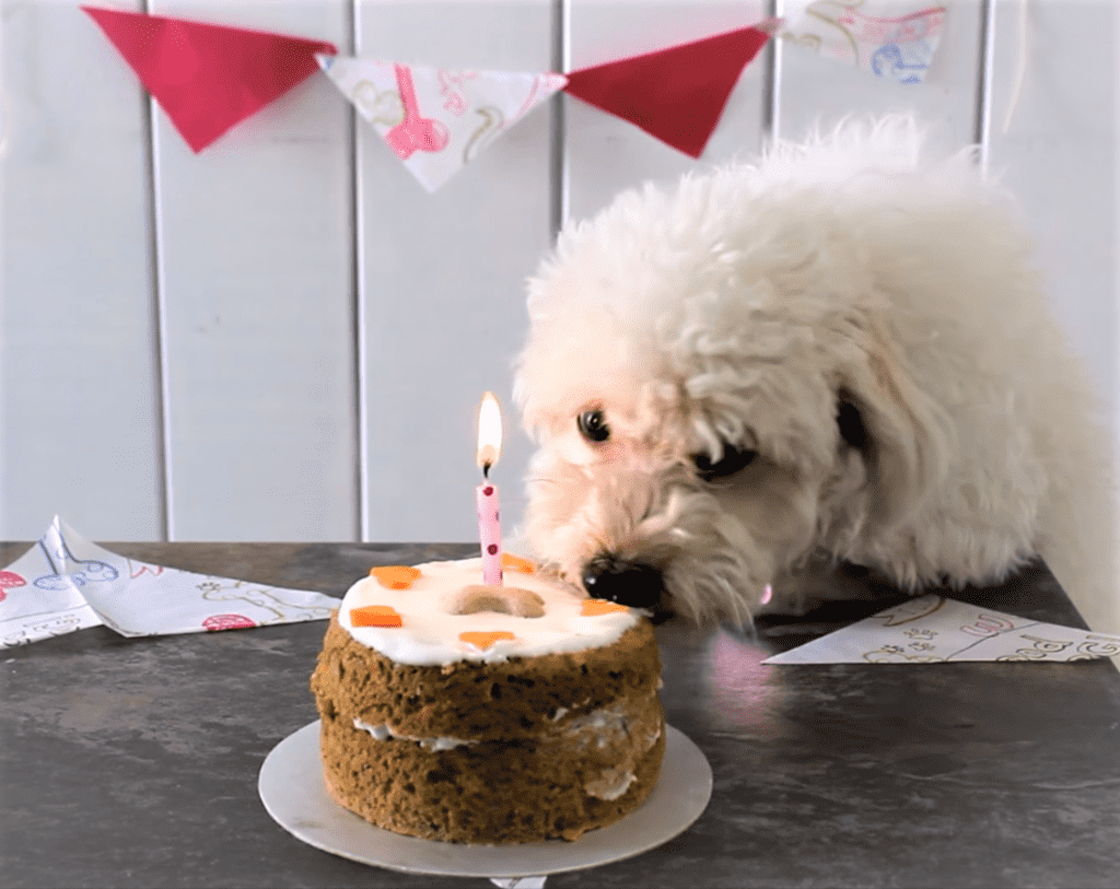 pastel-de-cumpleanos-para-caniche-1024x813.png