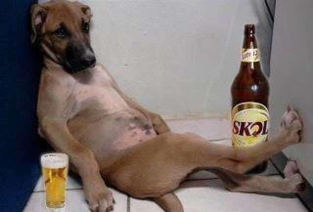 perro-borracho.jpg