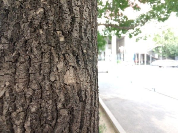 Qiku-Youth-phone-camera-photo-sample-GSM-INSIDER-3.jpg