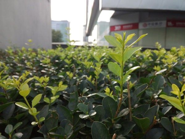 Qiku-Youth-phone-camera-photo-sample-GSM-INSIDER-4.jpg