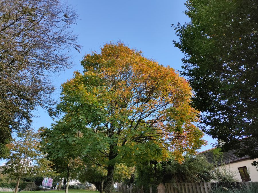 Realme-X2-Pro-camera-sample-Color-900x675.jpg