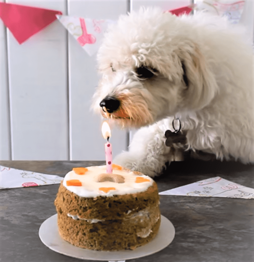 receta-de-pastel-de-cumpleanos-caniche.png