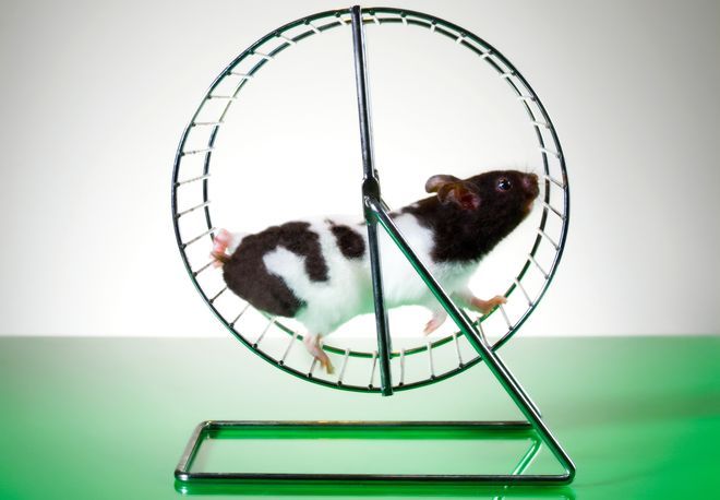 rueda_hamster.jpg