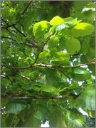 s5.postimage.org_s6aki77tv_IMG_20150521_191634.jpg