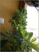 s5.postimg.org_ehdwgmdoz_IMG_20160204_115132.jpg