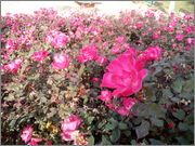 s6.postimg.org_6ggtpqur1_IMG_20151213_131919.jpg