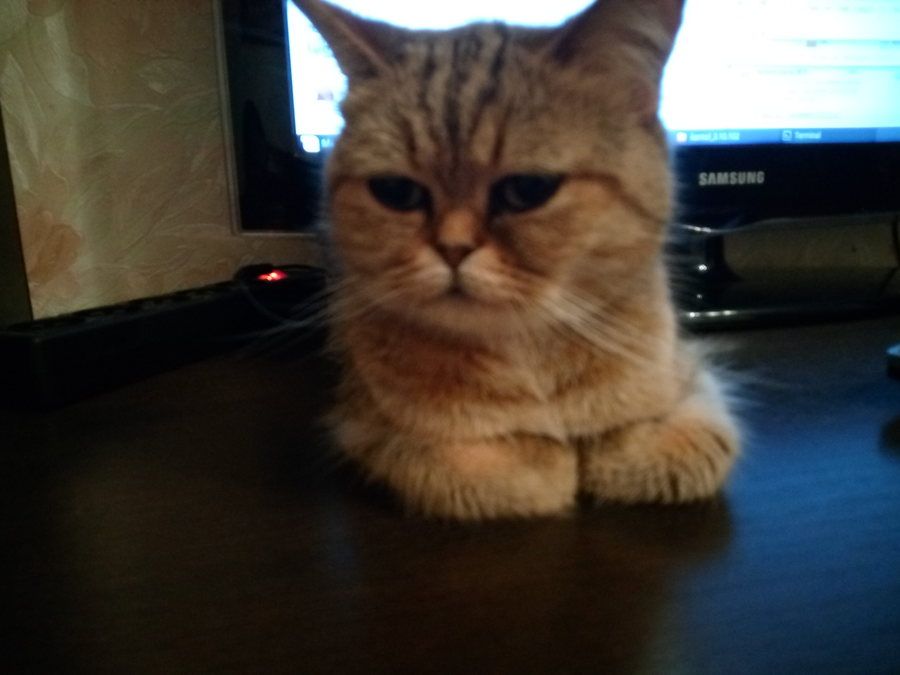 uploadme.ru_images_2016_07_25_IMG_20160725_210510.jpg