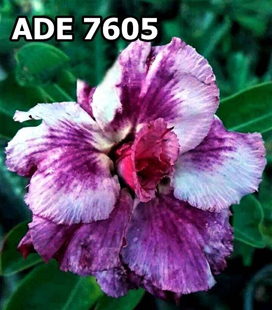 UTB8TOcmu22JXKJkSanrq6y3lVXa1.jpg