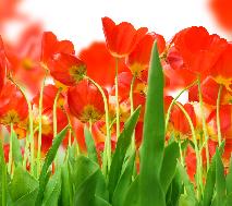 wallpaper_04_small.jpg
