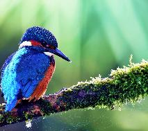 wallpaper_06_small.jpg