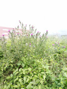 WP5000_FRONTAL_OPEN_01.jpg