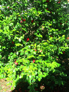 WP5000_OPEN_02.jpg