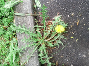 WP5000_OPEN_MACRO.jpg