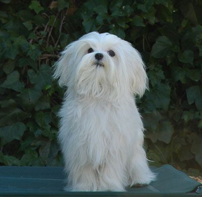 www.bichonmaltes.ws_bichon_maltes_queco_.jpg