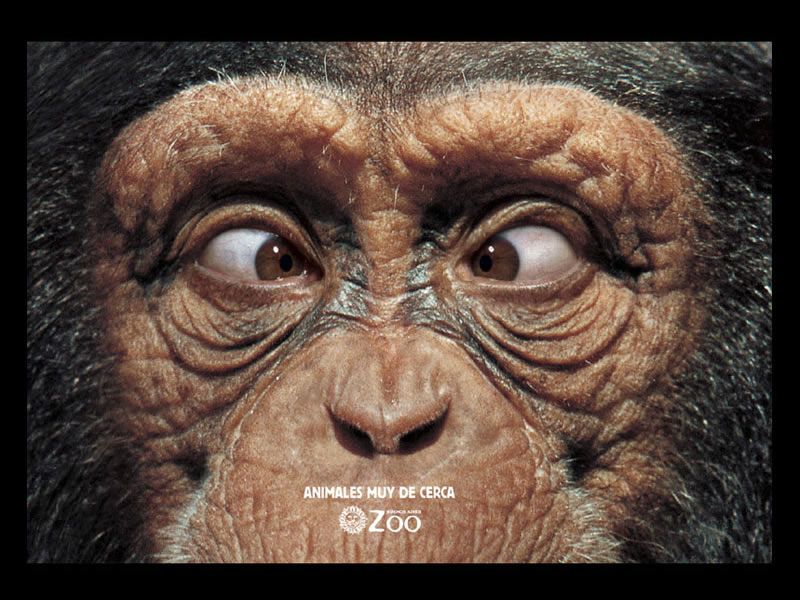 www.latinspots.com_files_notas_chimpance_zoo_ojo05.jpg