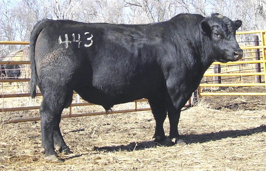 www.mooreangus.net_images_443_new.jpg