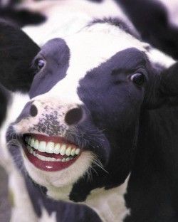 www.nopuedocreer.com_noticias_wp_content_images_2010_05_vaca.jpg