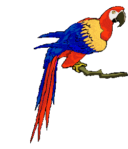 www.picgifs.com_graphics_p_parrot_graphics_parrot_365147.gif
