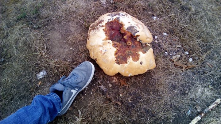 www.tutecnomundo.com_wp_content_uploads_2015_08_foto_seta_Umi_Iron.jpg