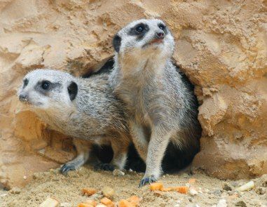 www.zoobaq.org_planetazoo_planeta_images_SURI_20MADRIGUERA.jpg