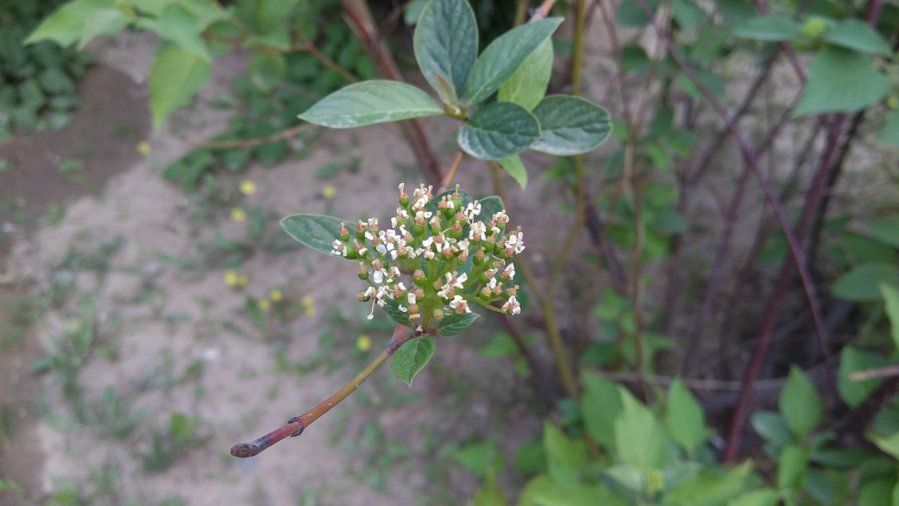 Xiaomi-Mi-Max-camera-photo-sample-3.jpg