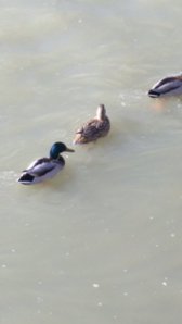 IMG_20160124_153134.jpg