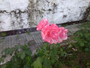 IMG_20160603_084607.jpg